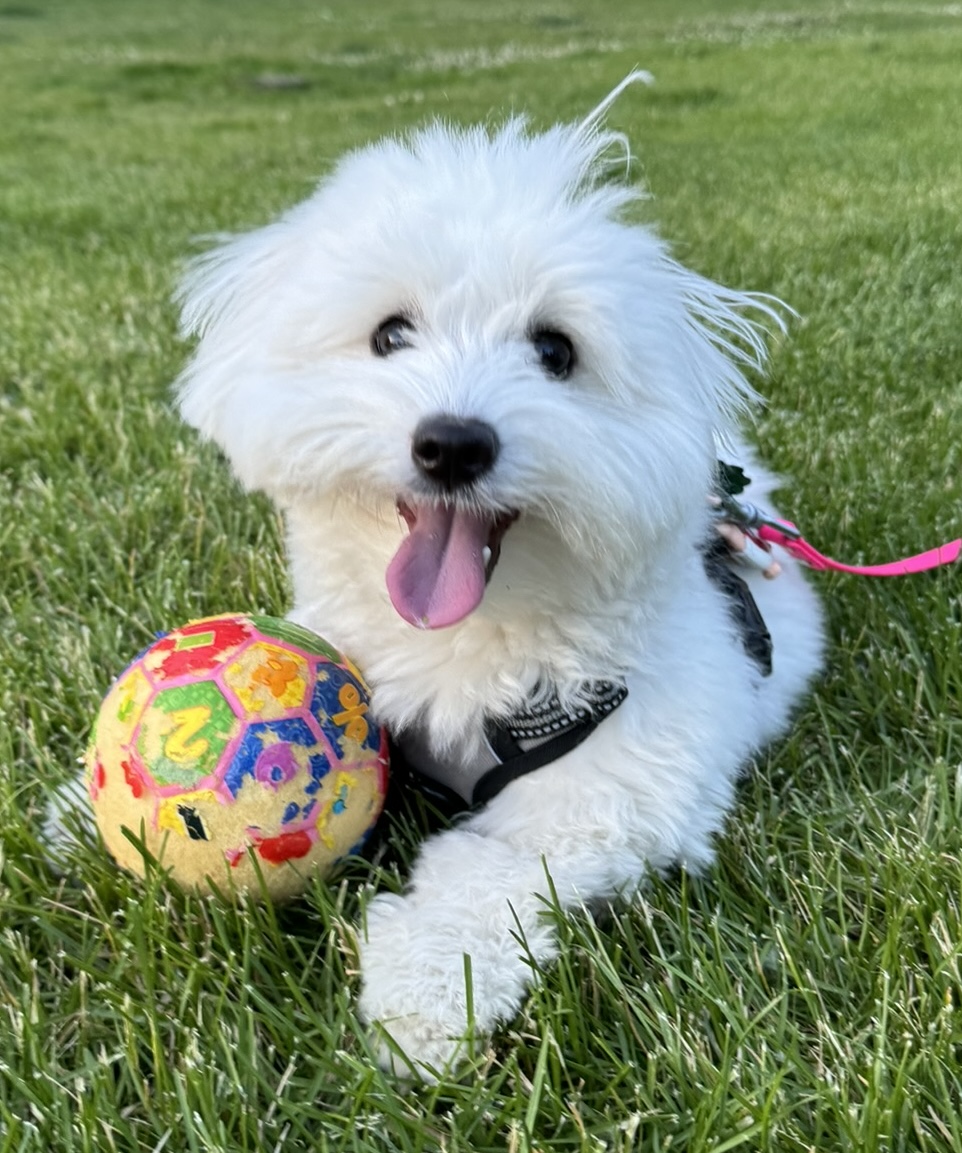 Kiwi playing